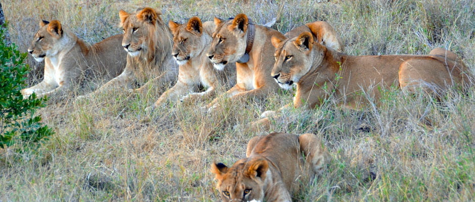Laikipia lions