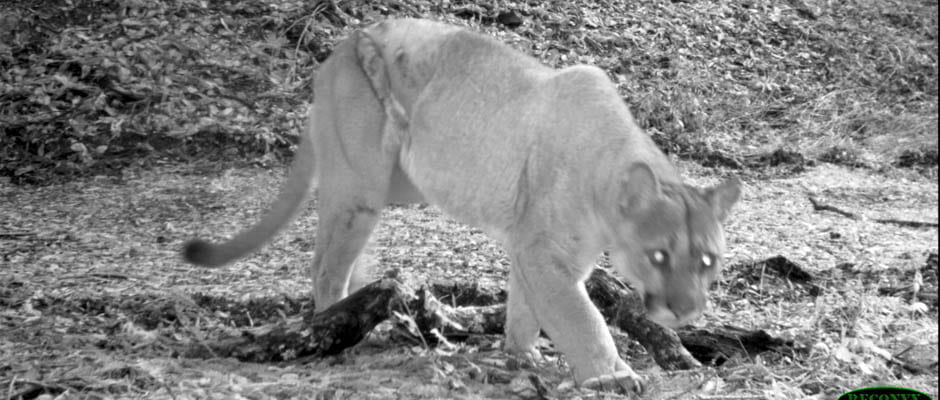 The ghost cat: Mountain lion slips across Highway 17 regularly
