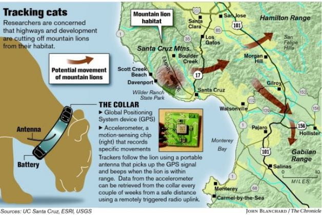 Tracking mountain lions – for their own good