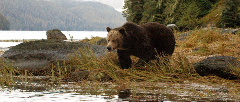 More coastal salmon spawning helps grizzlies and fisheries