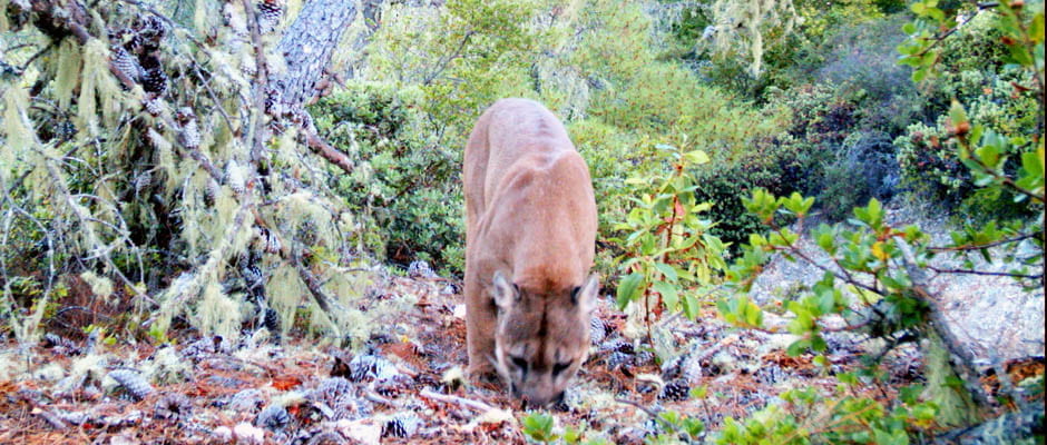 Luring mountain lions to learn to live amongst them