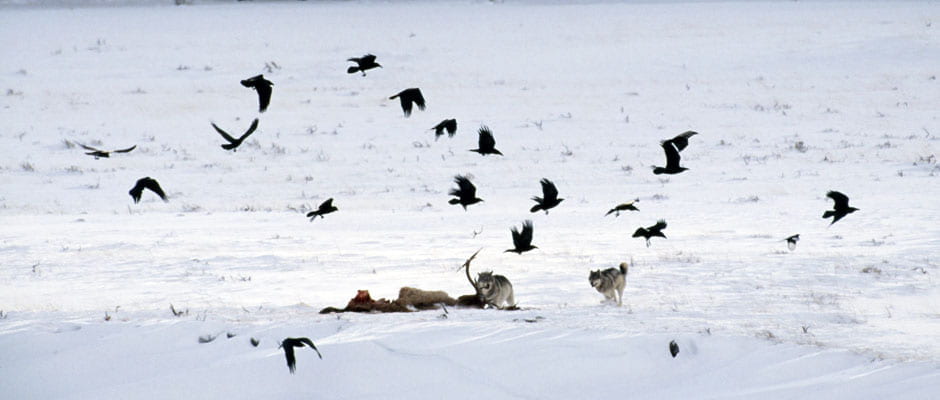 Wolves’ Leftovers Are Yellowstone’s Gain