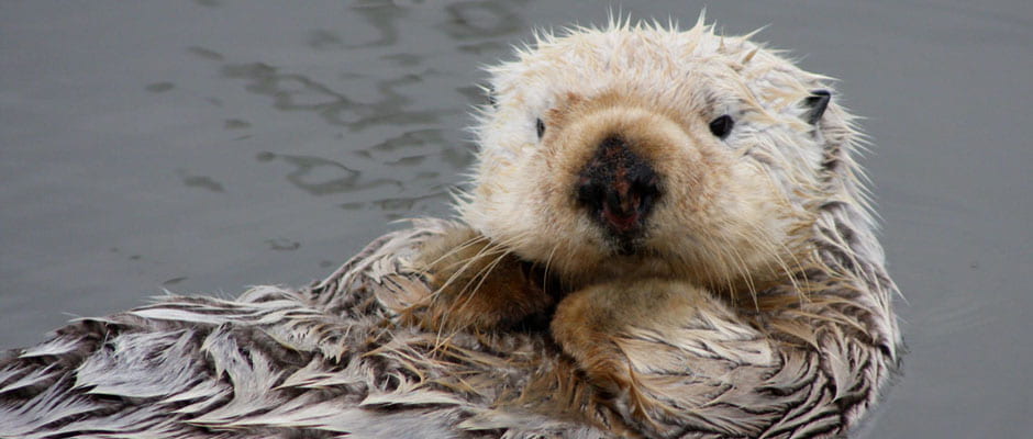 Otters’ Effect on Kelp Offers Clues to Predators’ Link to CO2
