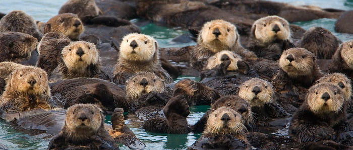Sea Otters Strike a Blow for the Environment?