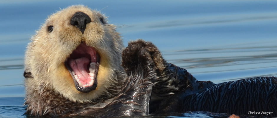 Webinar on sea otter impacts on ecosystem carbon