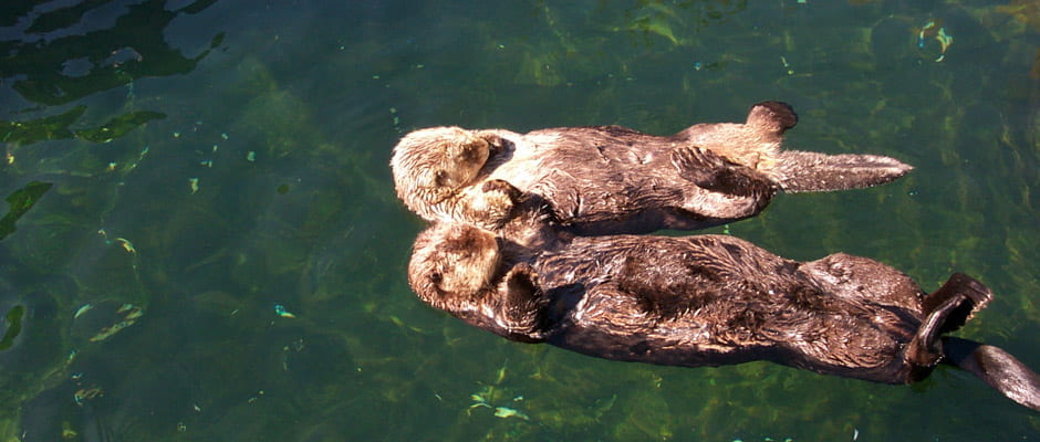 UCSC biologist: Sea otters could help fight climate change