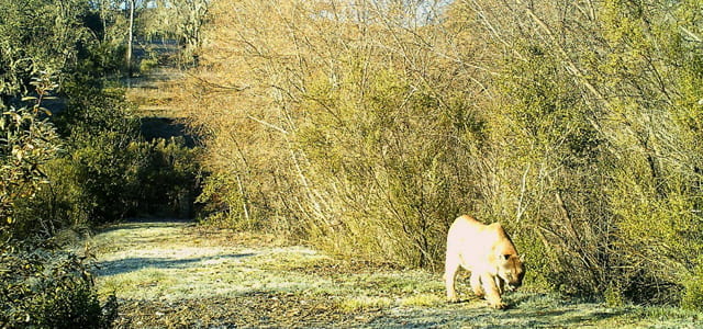 Mountain lion just miles from downtown San Jose photographed by automatic camera