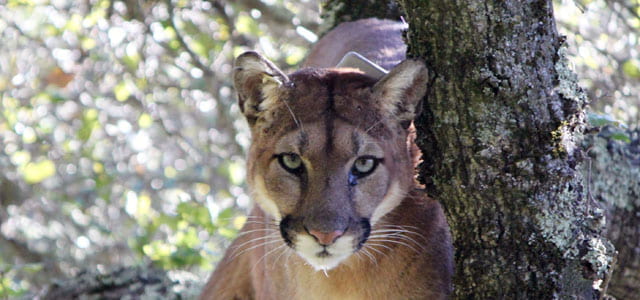 Cougars in the mood stay far from humans