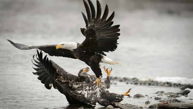 Could an Alaska mining project jeopardize Earth’s largest bald eagle gathering?