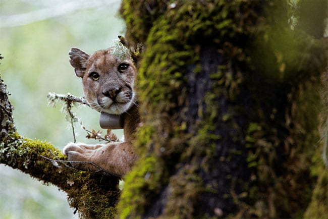 Mountain lions are terrified by the voices of Rush Limbaugh and Rachel Maddow
