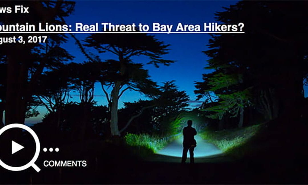 Mountain Lions: Real Threat to Bay Area Hikers?