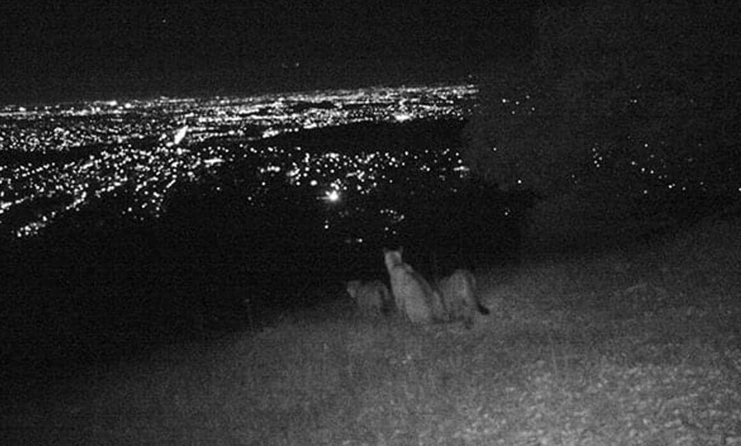 Good news: Mountain lions are afraid of you, too